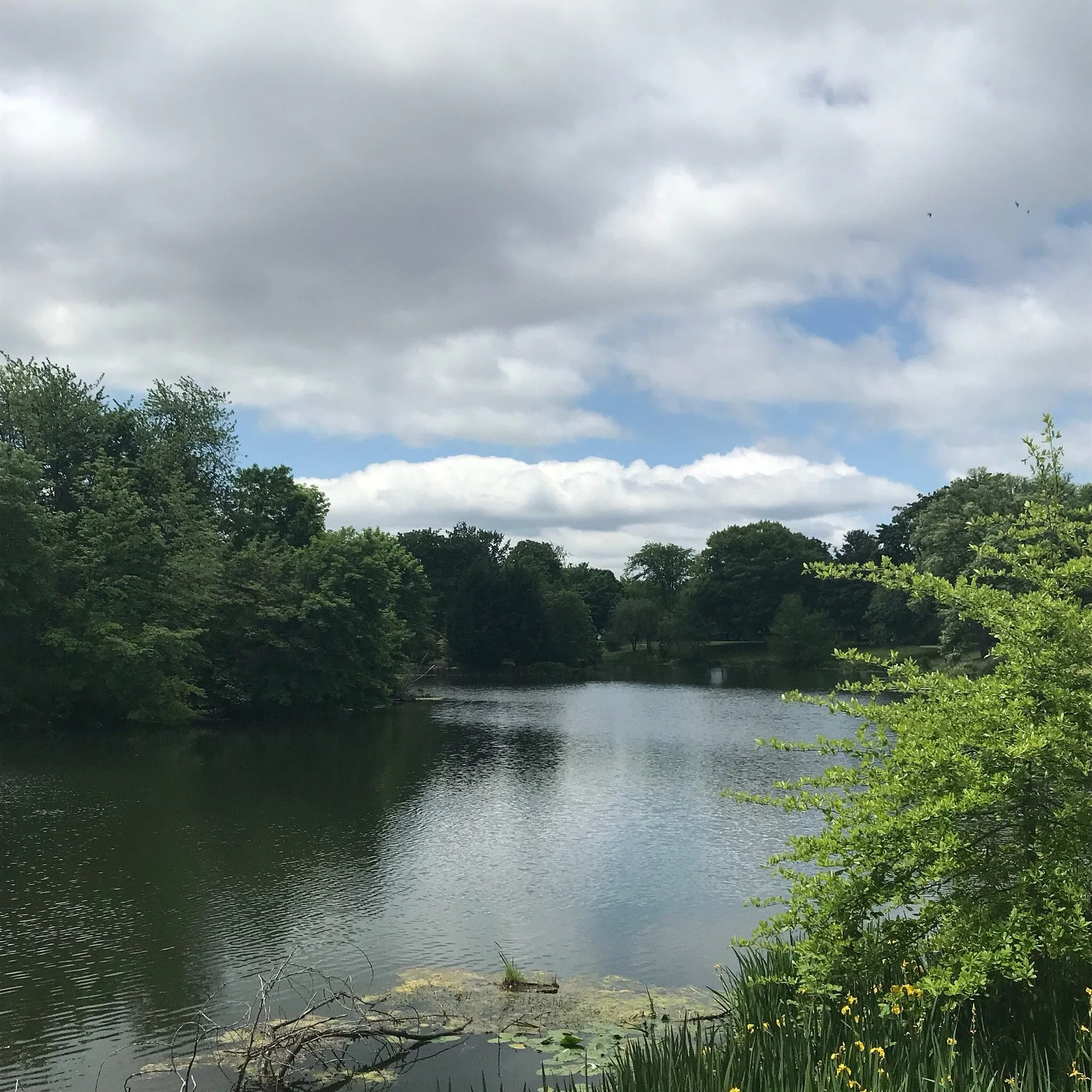 Sunlit water and park trees at Lake Sacajawea
